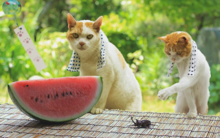 Illustration for article titled Cats Are the Cutest Guides to Japan